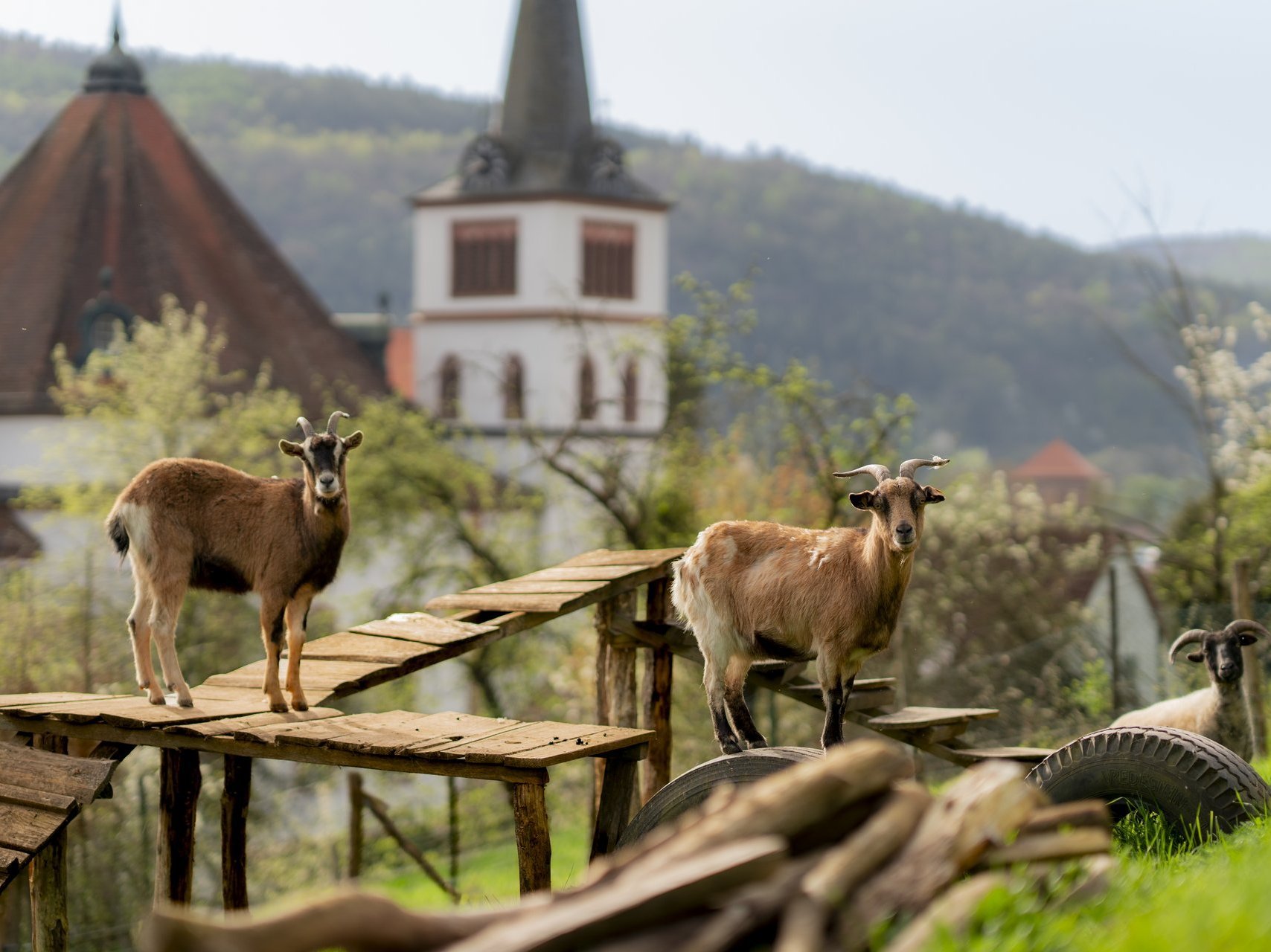 Ziegen auf einem Hochbau. Im Hintergrund sieht man die Kirche. 